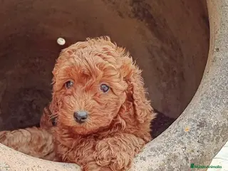 Caniche Enano perros Caniche - Anuncio 36