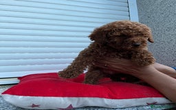 Caniche Toy perros en venta: Caniche toy linea asiática!!! - Imagen 3