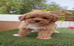 Caniche Toy perros en venta: CANICHE TOY MACHO  - Imagen 3