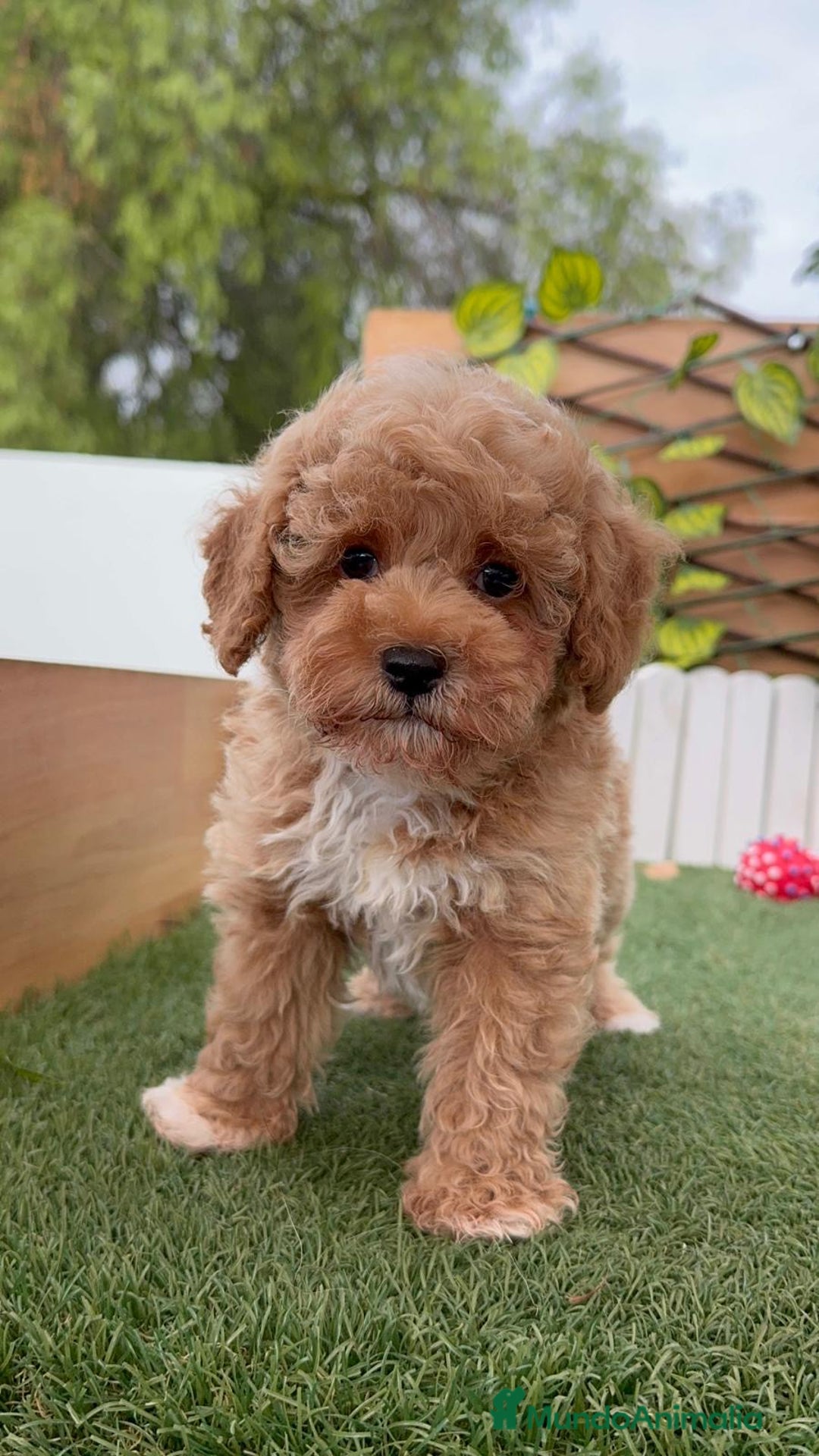 Caniche Toy perros en venta: CANICHE TOY MACHO  - Imagen 3