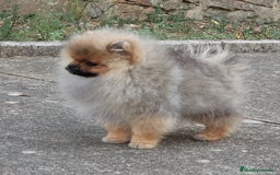 Pomerania perros en venta: Machito de calidad  - Imagen 3