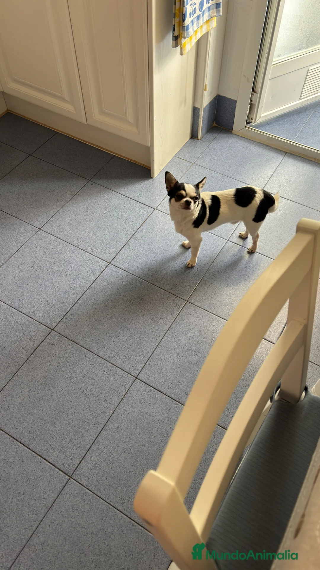 Chihuahua perros para monta: Chihuahua cabeza manzana  - Anuncio 1