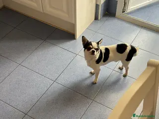 Chihuahua perros Chihuahua cabeza manzana - Anuncio 1