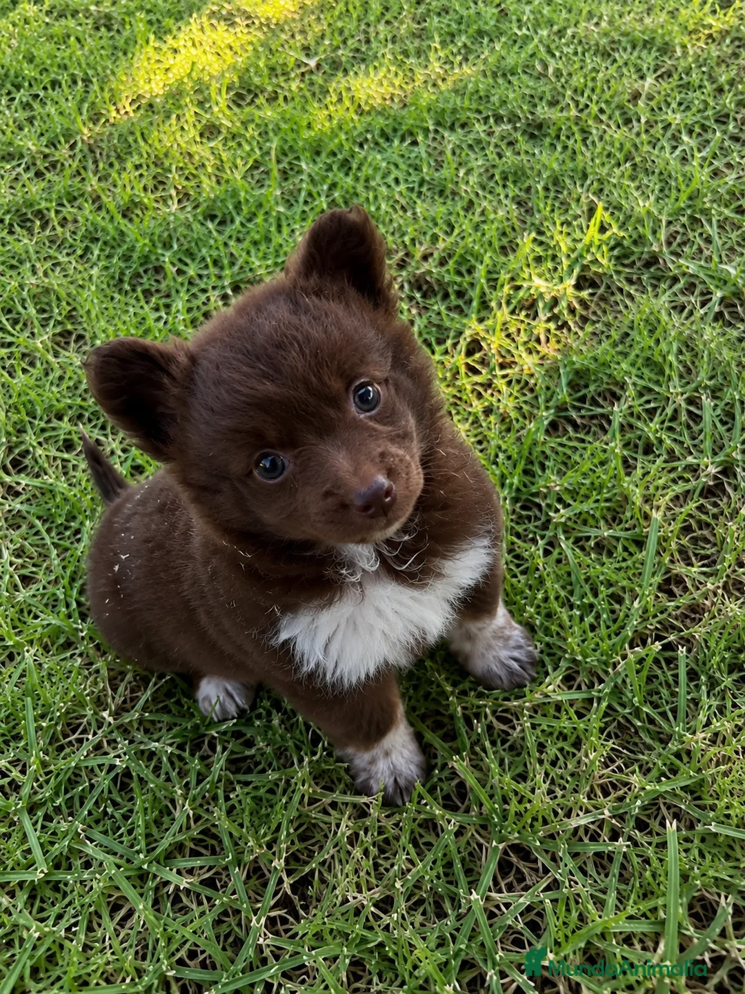 Border Collie perros en venta: BORDER COLLIE CHOCOLATE ESPECTACULAR ✨🤎 - Anuncio 1
