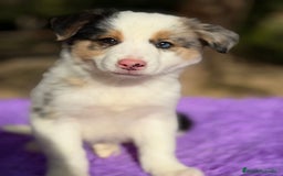 Border Collie perros en venta: Border collie merle  - Anuncio 8