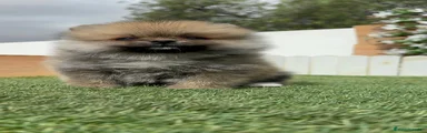 Pomerania 1