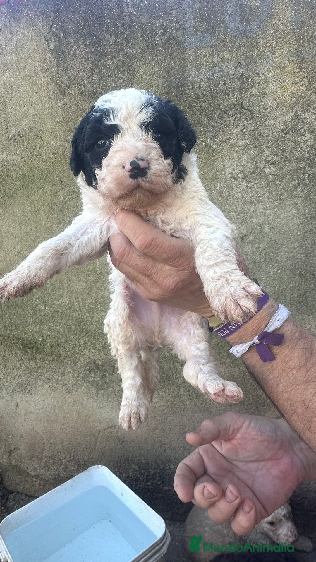 Perro de Agua Español perros en venta: PERRO DE AGUA ESPAÑOL - Anuncio 3