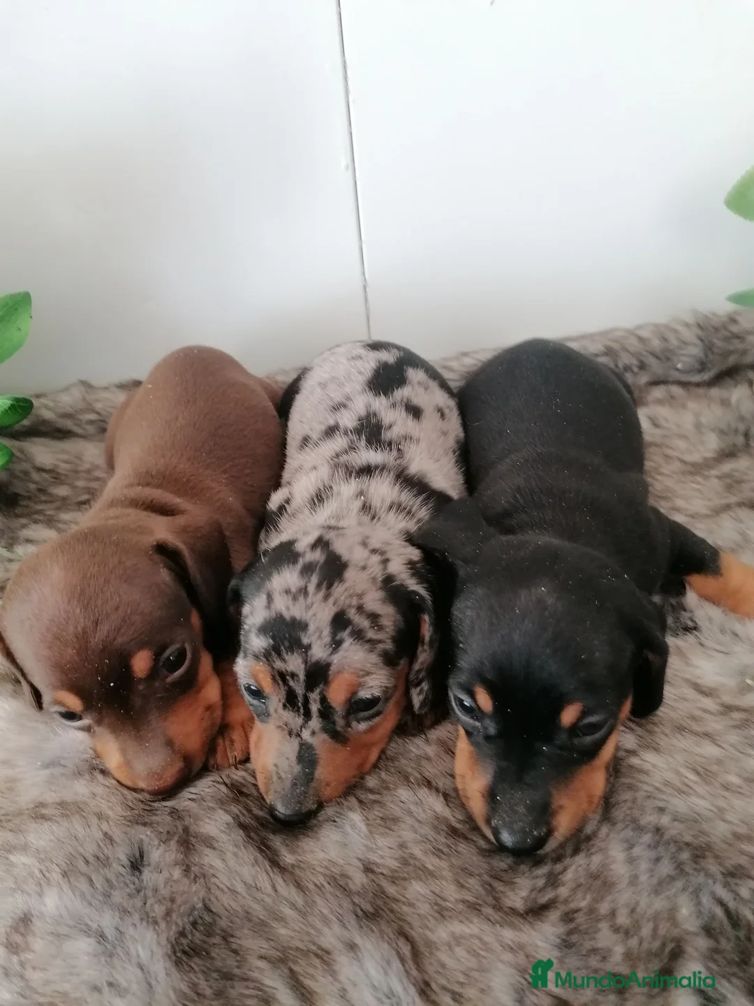 Teckel perros en venta: Preciosa camada de teckel  - Anuncio 2