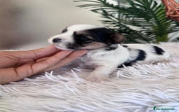 Yorkshire Terrier perros en venta: YORKSHIRE BIEWER HEMBRA - Anuncio 1