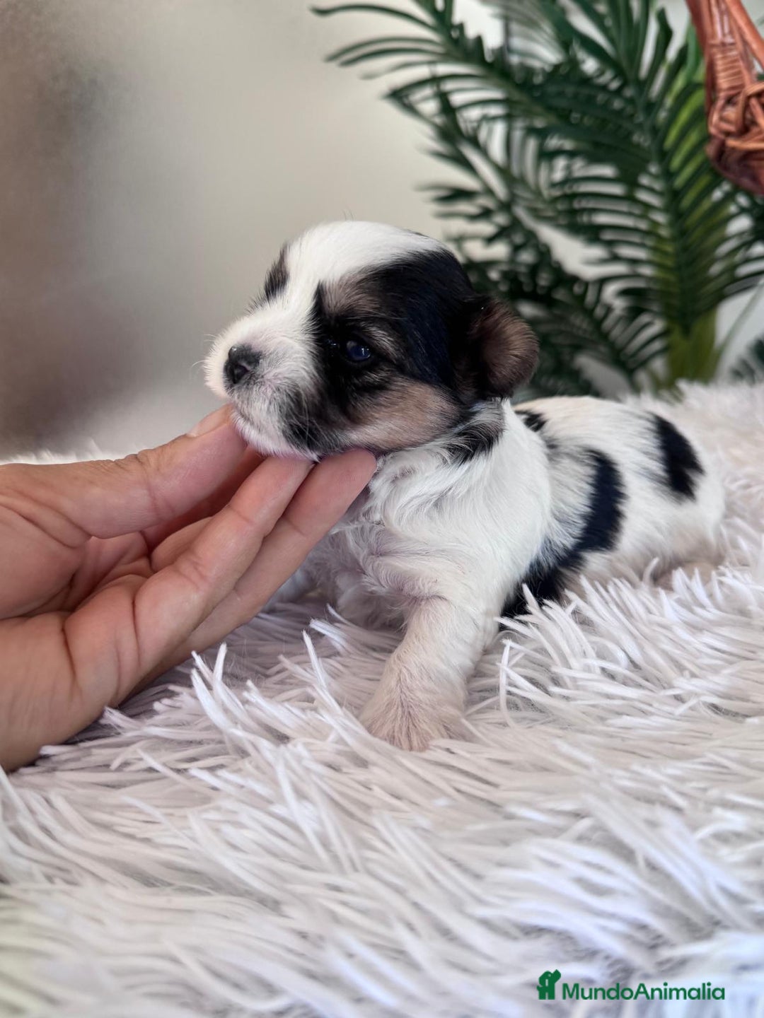 Yorkshire Terrier perros en venta: YORKSHIRE BIEWER HEMBRA - Anuncio 1
