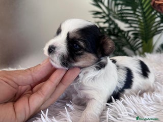 Yorkshire Terrier perros YORKSHIRE BIEWER HEMBRA - Anuncio 1