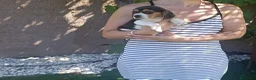 Beagle perros en venta: Beagles calidad precio(doble vacunación) - Anuncio 2