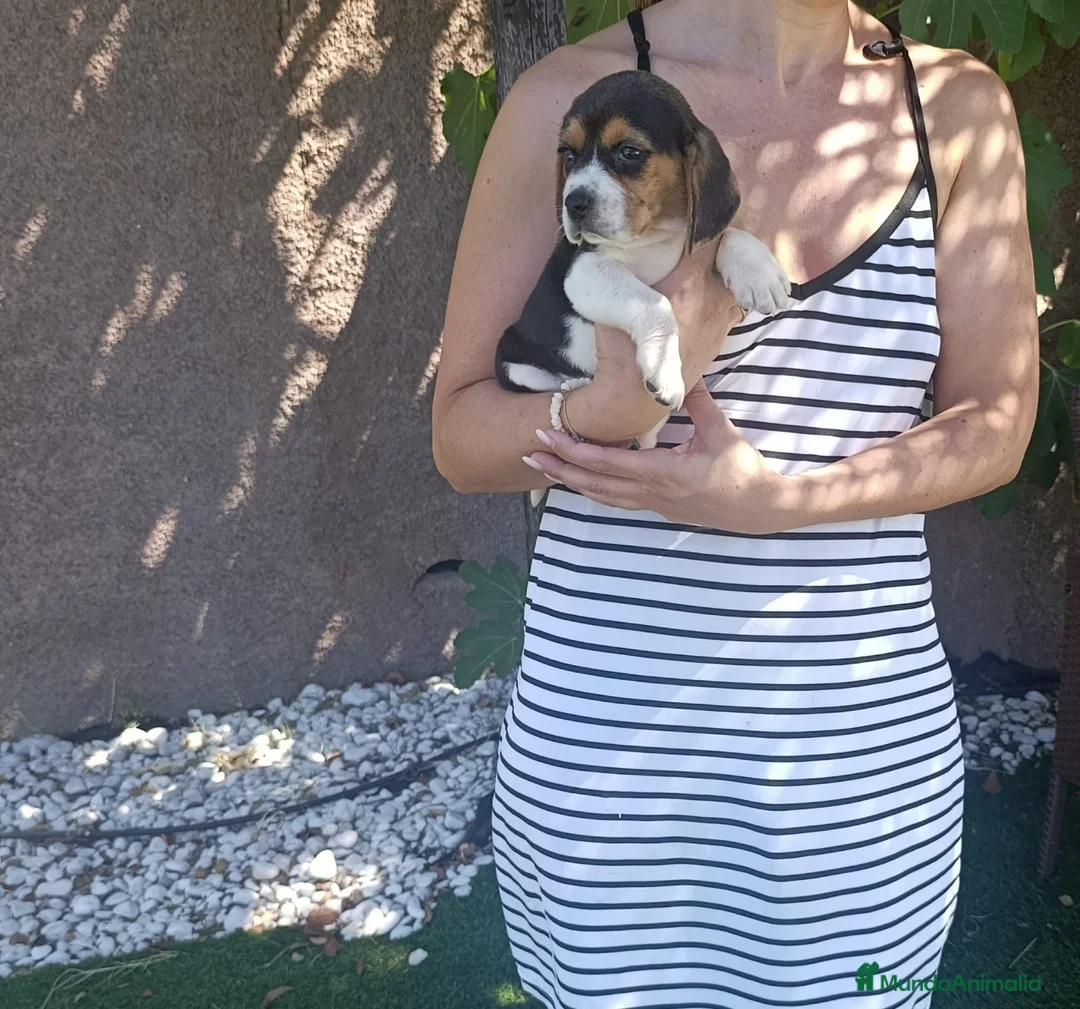 Beagle perros en venta: Beagles calidad precio(doble vacunación) - Anuncio 2