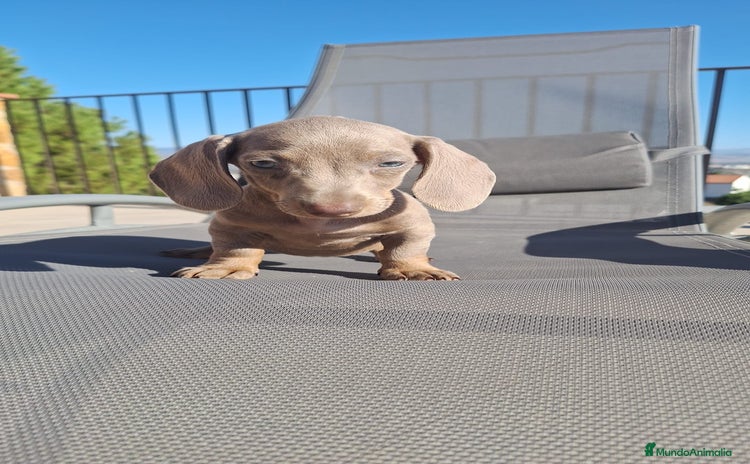 Teckel Miniatura perros - Anuncio 1