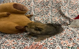 Pomerania perros en venta: Lulu pomerania mini toy - Imagen 10