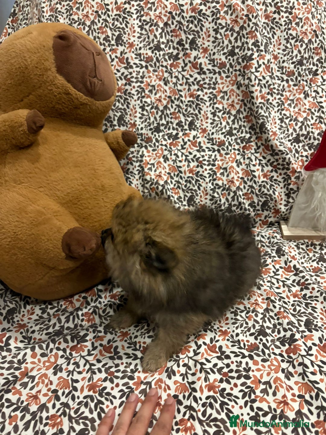 Pomerania perros en venta: Lulu pomerania mini toy - Imagen 10