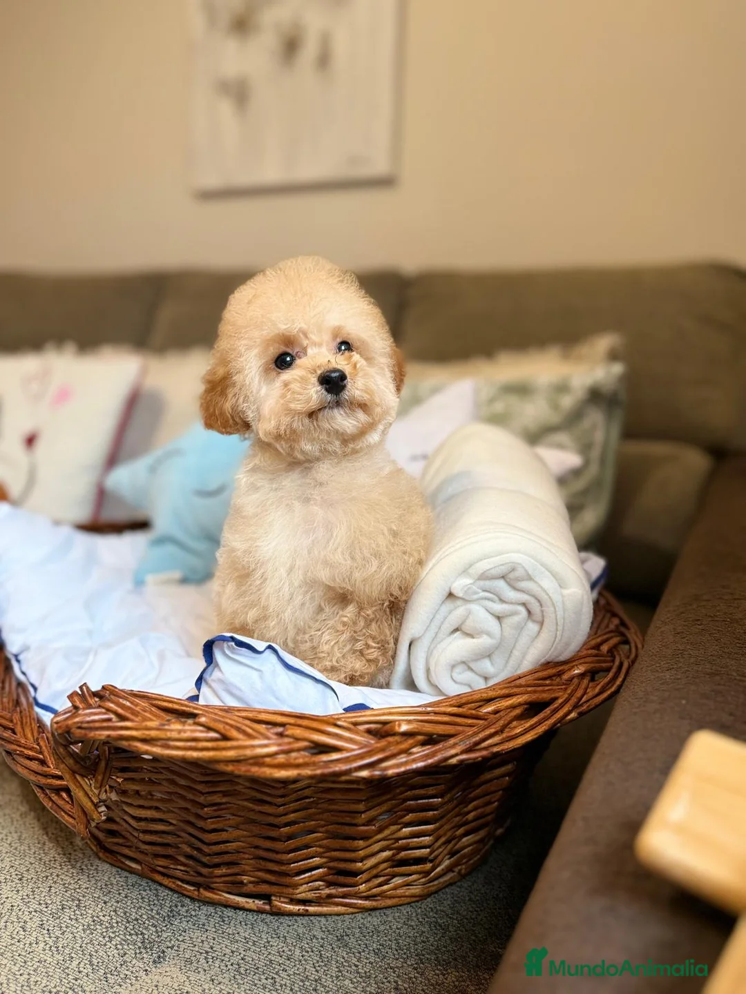 Caniche Toy perros en venta: Caniche Toy lista para entregar !! - Anuncio 5