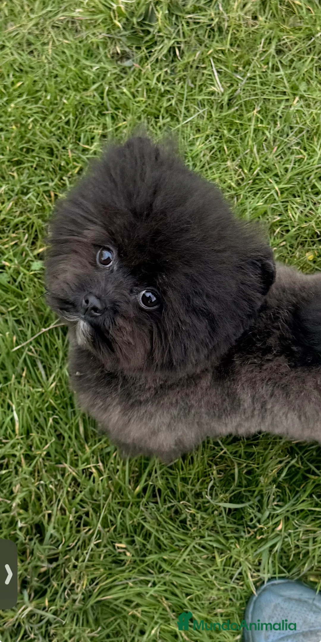 Raza Mixta perros en venta: Pomapoo Hembrita negra!!  - Anuncio 2