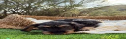 Teckel Miniatura perros en venta: TECKEL PELO DURO JABALI - Anuncio 7