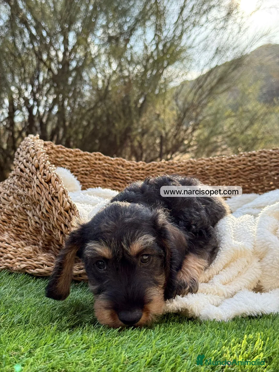 Teckel Miniatura perros en venta: TECKEL PELO DURO JABALI - Anuncio 7