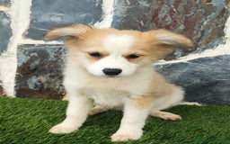 Raza Mixta perros en venta: BORDERPOM macho (pomerania + border collie) - Imagen 5