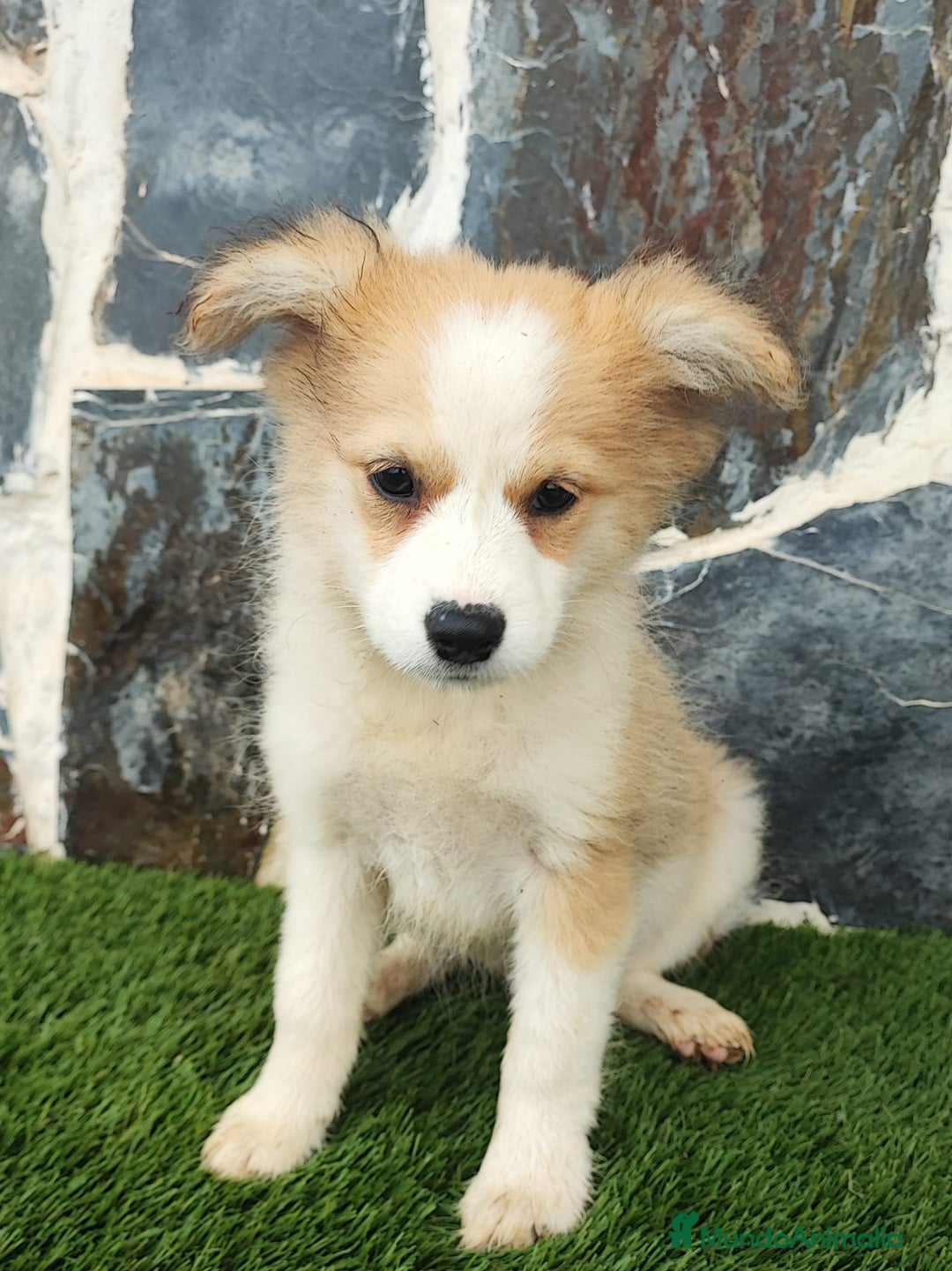 Raza Mixta perros en venta: BORDERPOM macho (pomerania + border collie) - Imagen 5