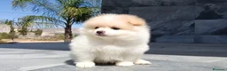 Pomerania perros en venta: Pomerania  - Anuncio 3