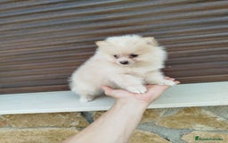 Pomerania perros en venta: Pomerania  - Imagen 3