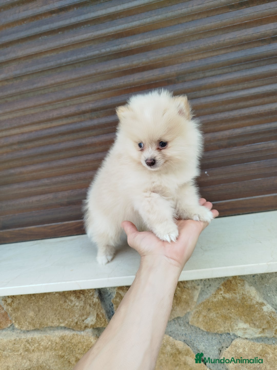 Pomerania perros en venta: Pomerania  - Imagen 3