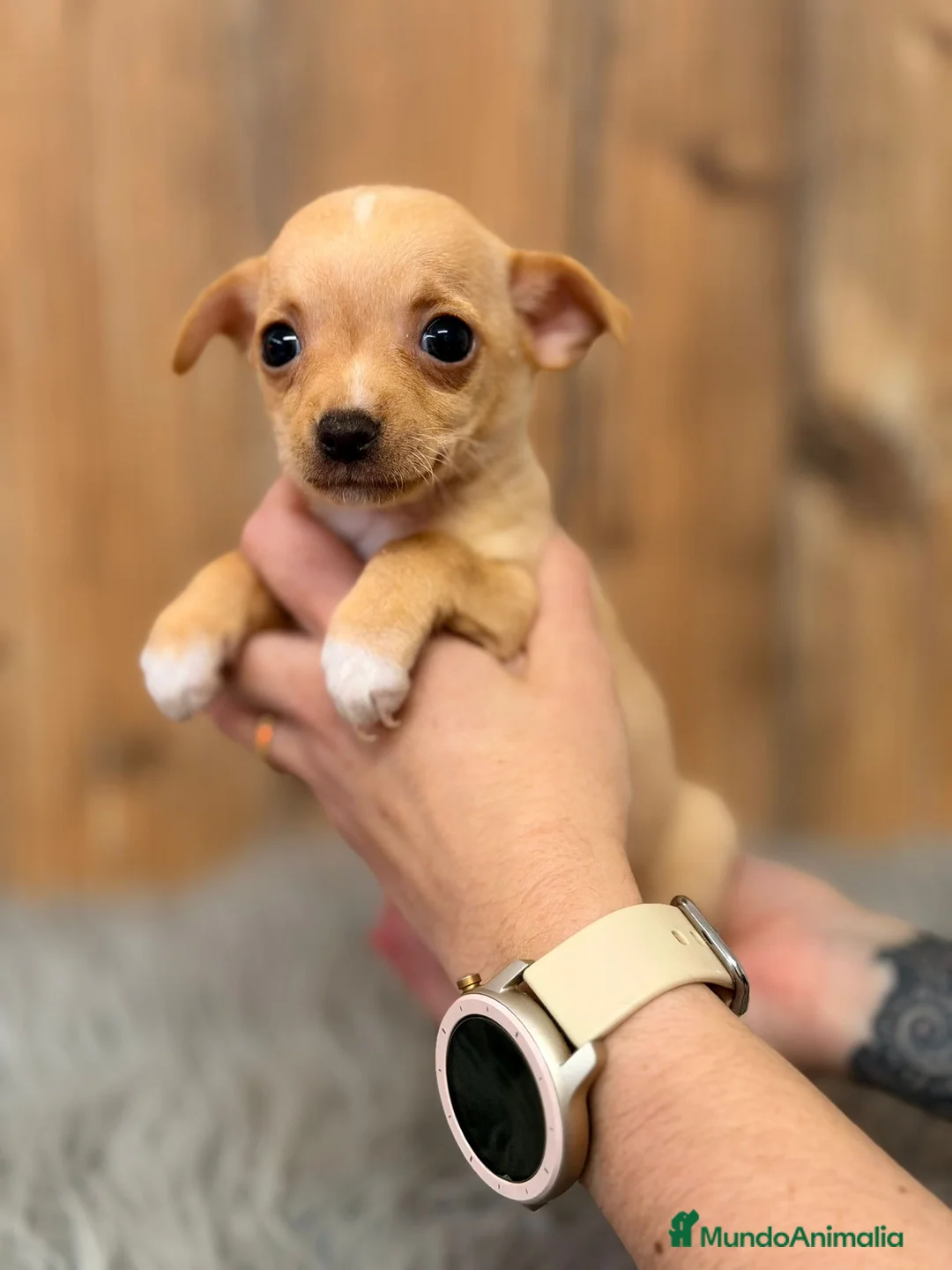 Chihuahua perros en venta: CHIHUAHUA CREMA - Anuncio 2