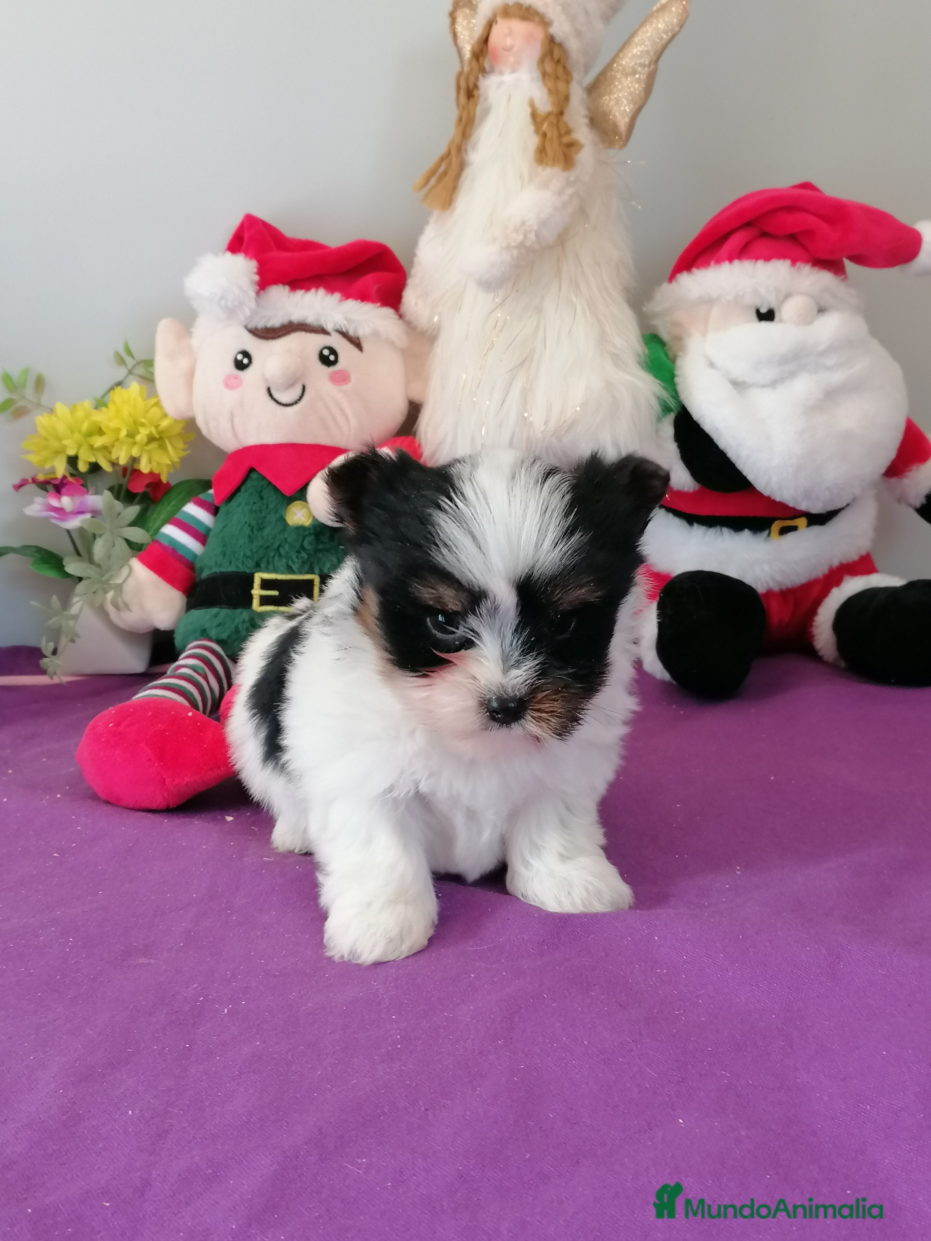 Biewer Yorkshire Terrier a la Pom Pon perros Yorkshire Biewer  - Anuncio 2