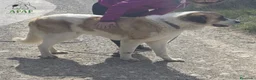 Mastín del Pirineo perros en adopcion: YOGUI busca hogar - Anuncio 3