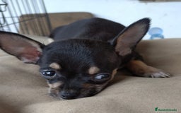 Chihuahua perros en venta: Chihuahua mini macho - Imagen 2