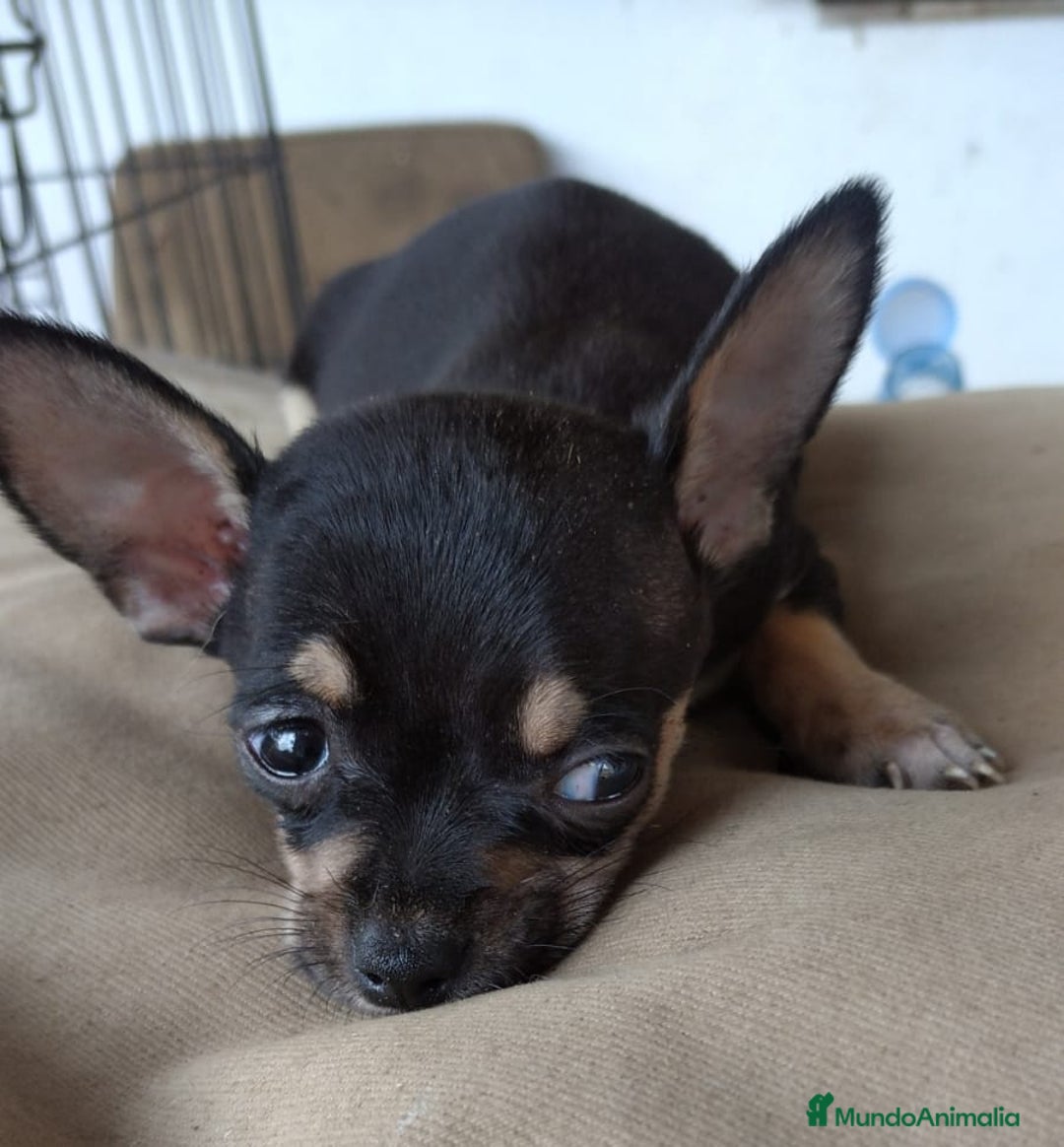 Chihuahua perros en venta: Chihuahua mini macho - Imagen 2