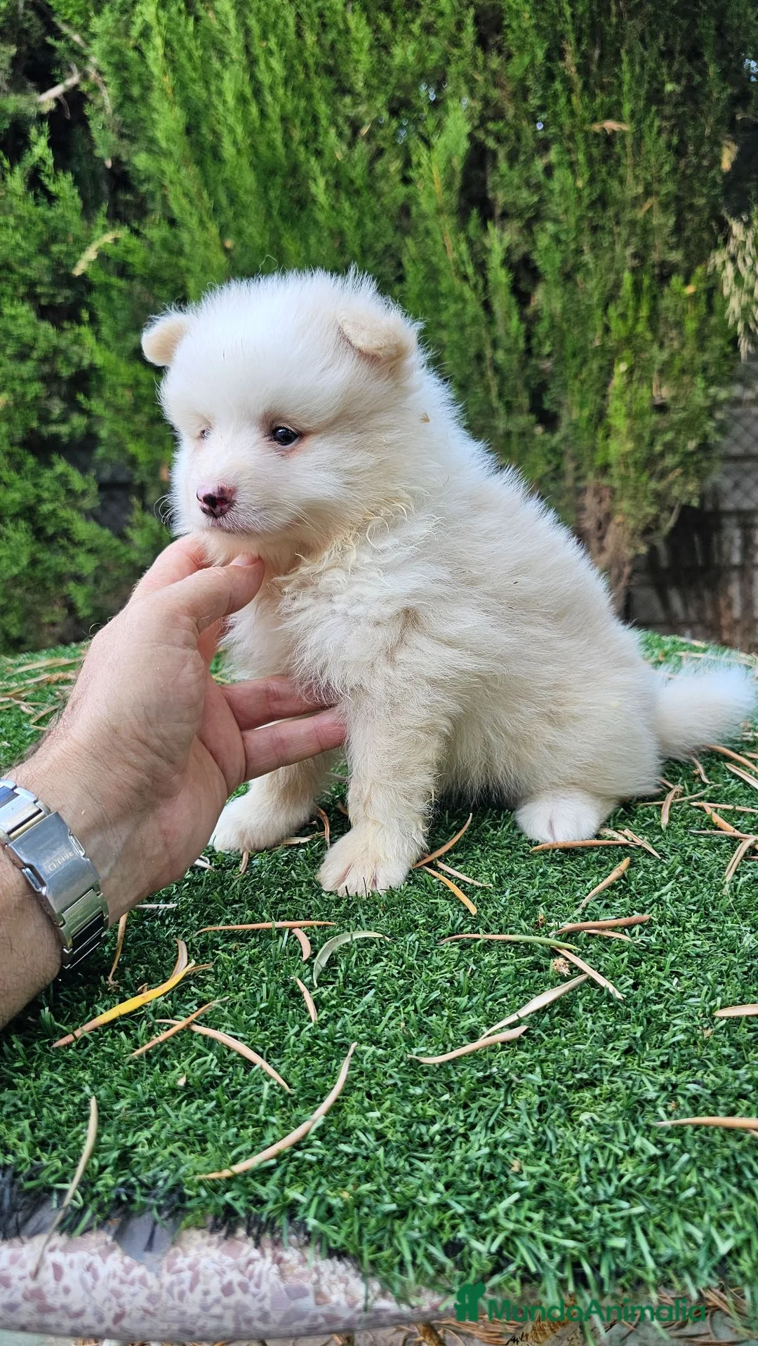 Pomerania perros en venta: Pomerania carita de oso  - Anuncio 2