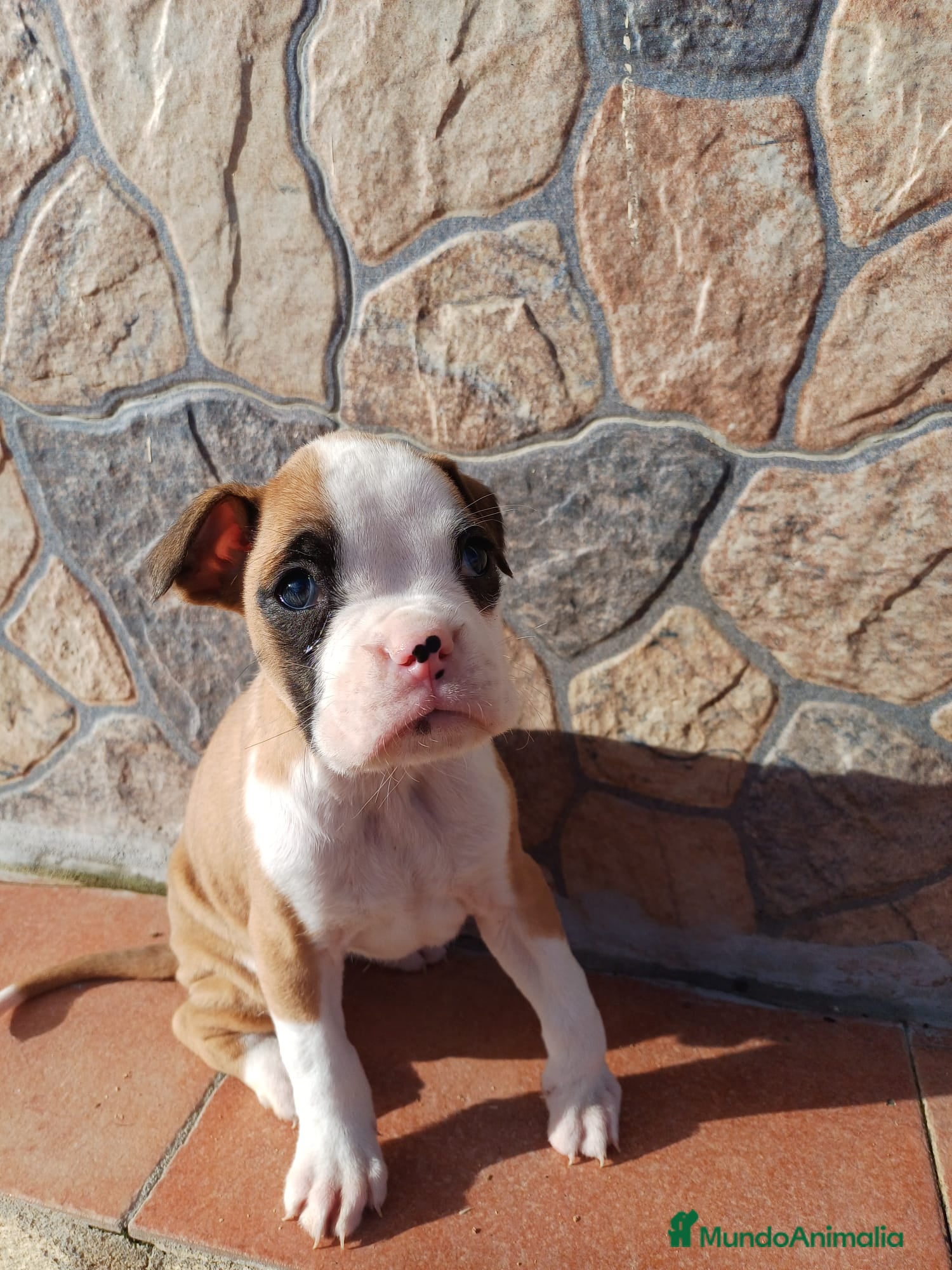 Boxer perros Bóxer  - Anuncio 1