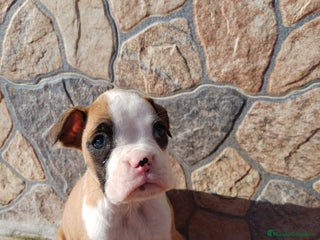 Boxer perros Bóxer - Anuncio 2