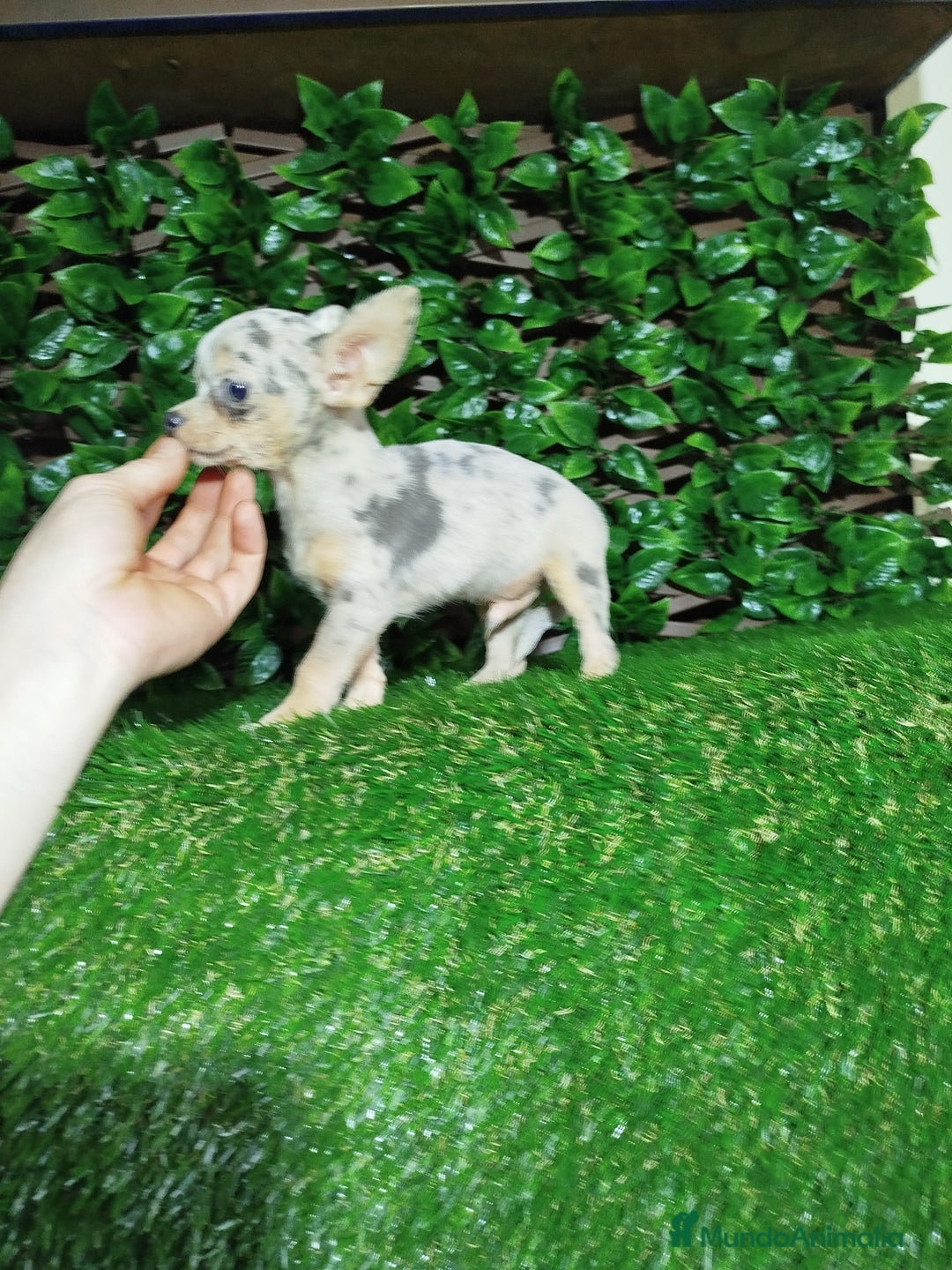 Chihuahua perros en venta: Chihuahua toy  - Anuncio 4