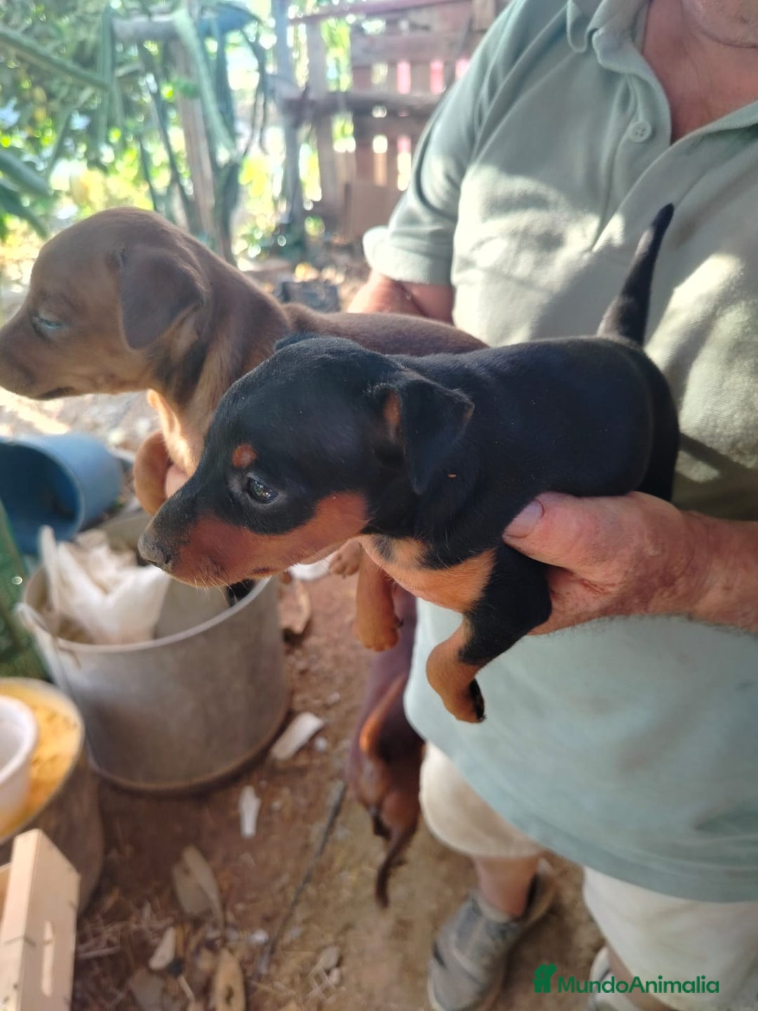 Pinscher Miniatura perros en venta: PINCHER MINIATURA CALIDAD Y SELECCIÓN  - Imagen 5