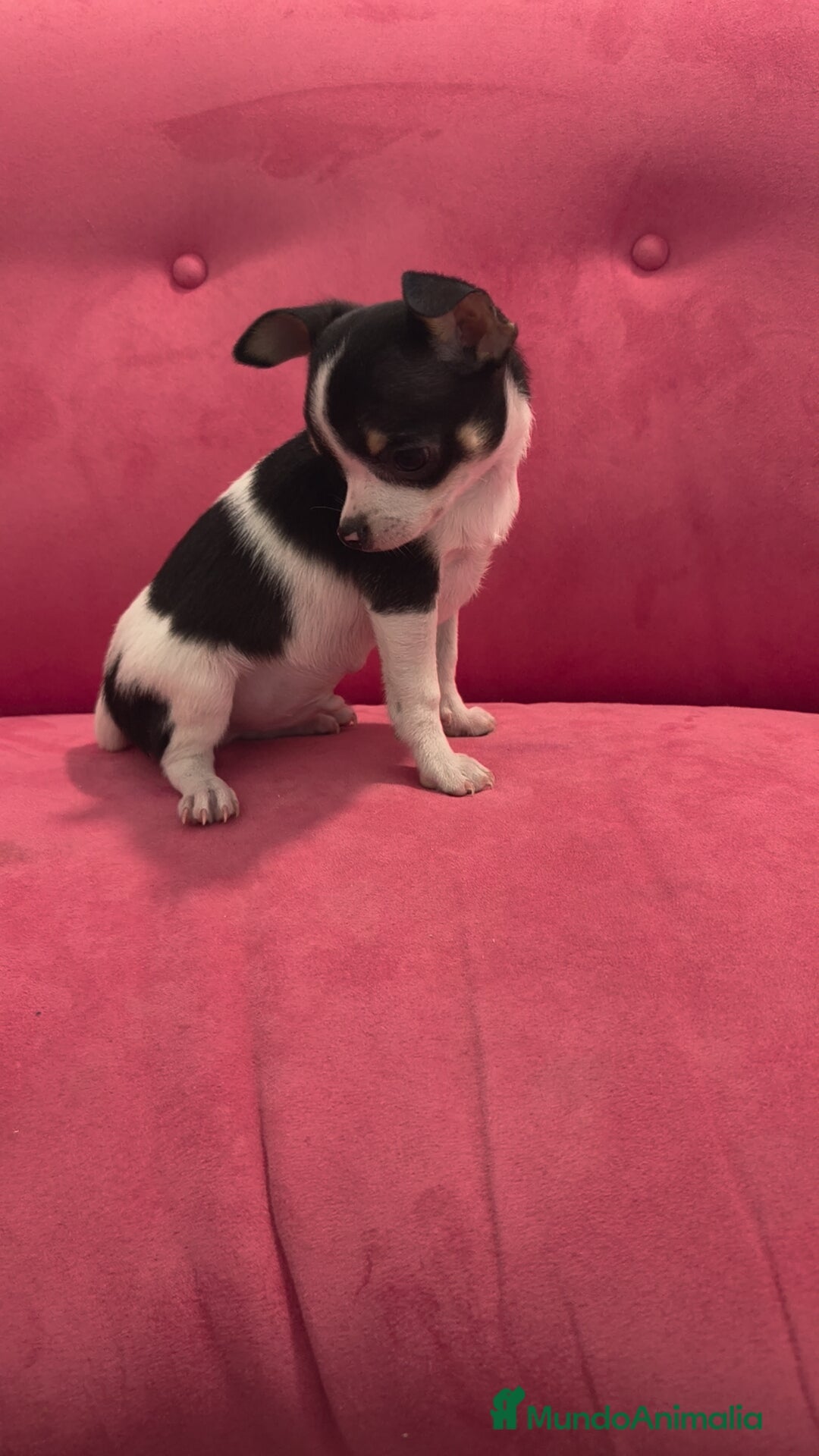 Chihuahua perros Chihuahua Macho retrognatismo  - Anuncio 5