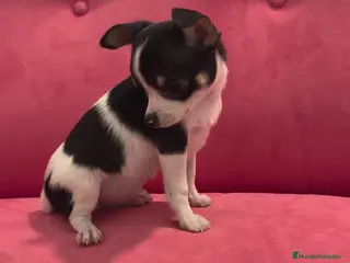 Chihuahua perros Chihuahua Macho retrognatismo - Anuncio 5