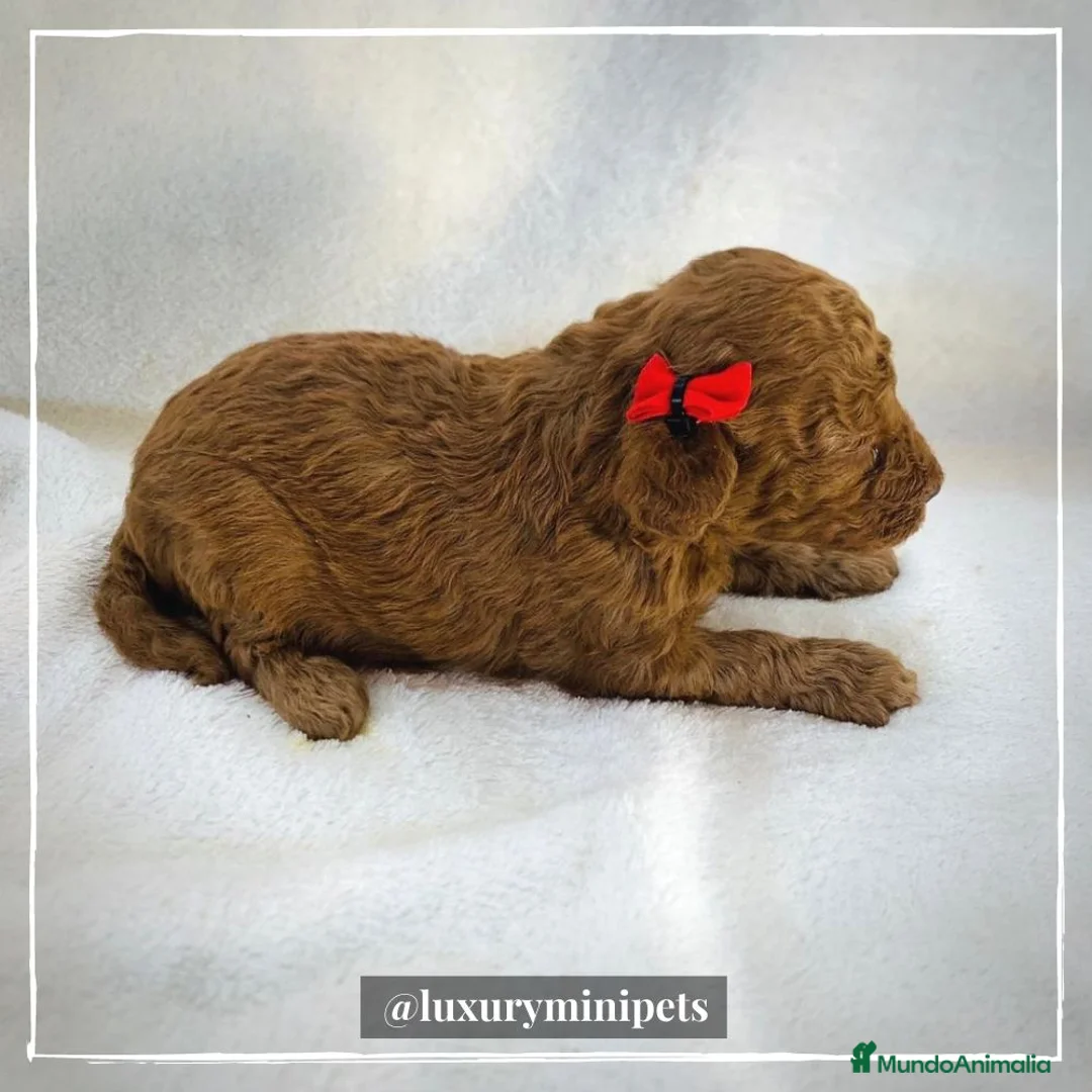 Caniche Toy perros en venta: Camada de Caniche Minitoy en Madrid - Anuncio 3