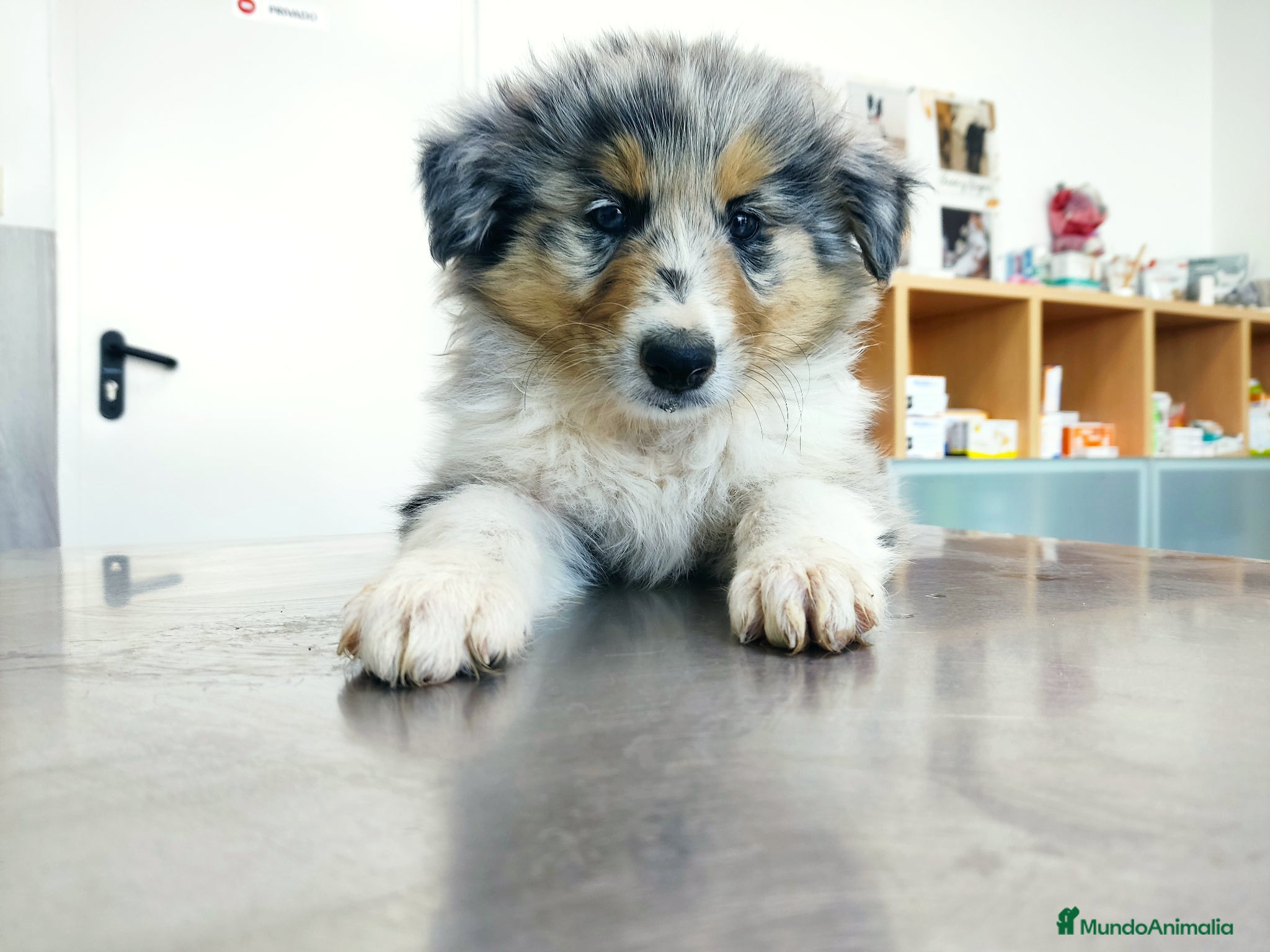 Collie de Pelo Largo perros Rough collie  - Anuncio 2