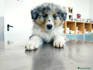 Collie de Pelo Largo perros Rough collie - Anuncio 2