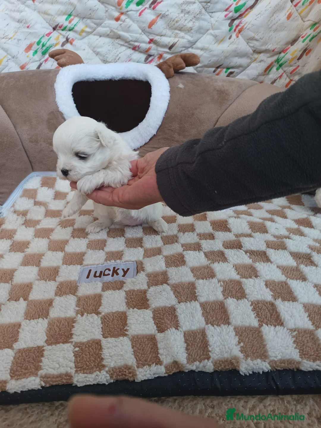 Bichón Maltés perros en venta: BICHÓN MALTES HEMBRITA TOY - Anuncio 2