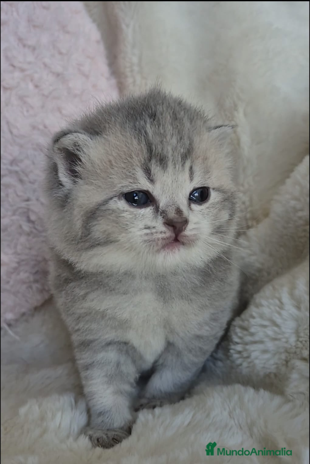 Británico de Pelo Corto gatos Brithis color Golden macho Blue  - Anuncio 1