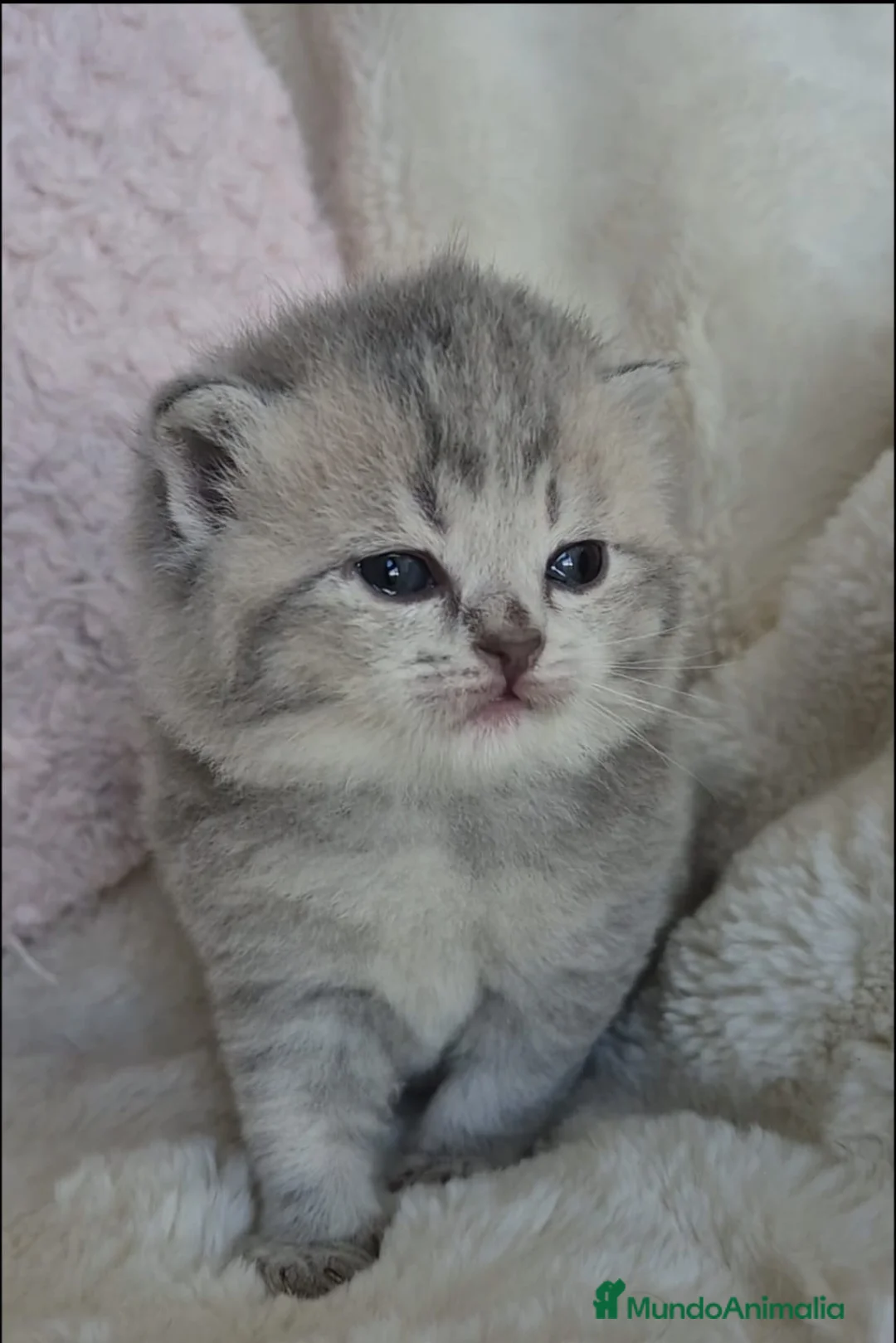 Británico de Pelo Corto gatos en venta: Brithis color Golden macho Blue  - Anuncio 1