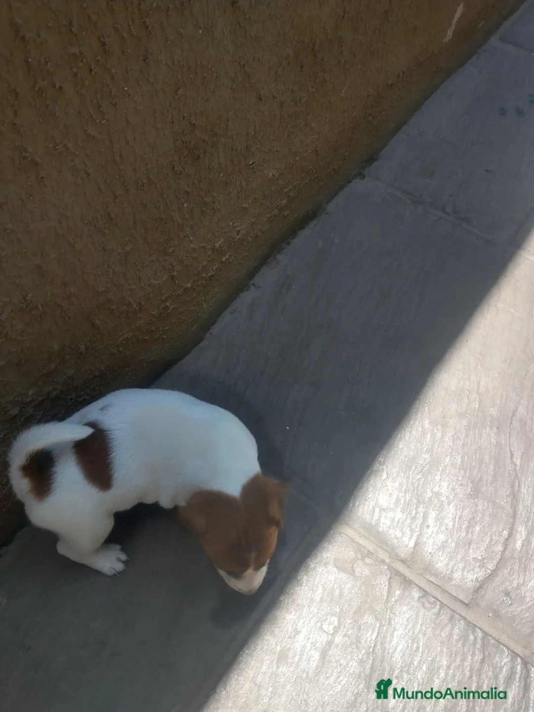 Jack Russell Terrier perros en venta: Cachorros Jack Russell criados en familia - Anuncio 4