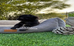 Chihuahua perros en venta: CHIHUAHUA PELO LARGO CON GARANTIAS - Imagen 2