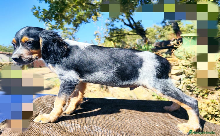 Épagneul Breton perros - Anuncio 1